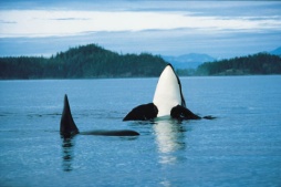 Orcas put on a spectacular show